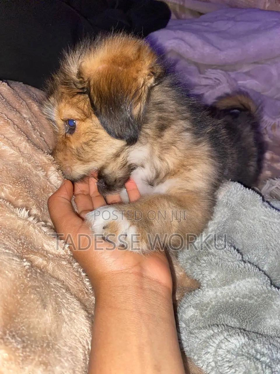 1-3 months Female Mixed Breed Havanese
