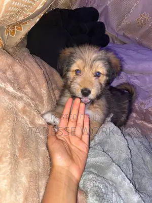 1-3 months Female Mixed Breed Havanese