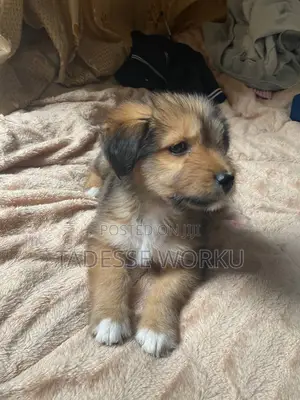 1-3 months Female Mixed Breed Havanese