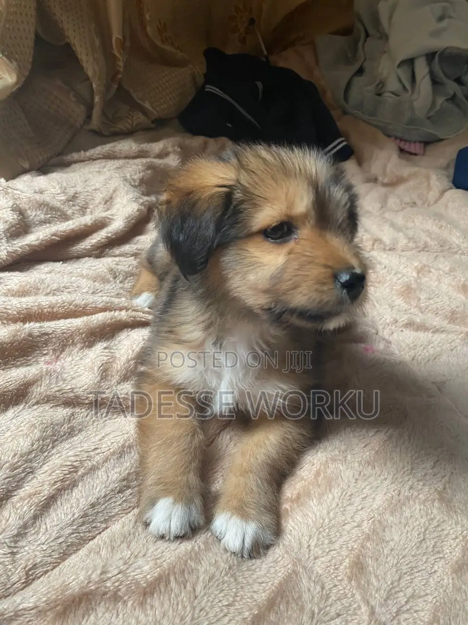 1-3 months Female Mixed Breed Havanese
