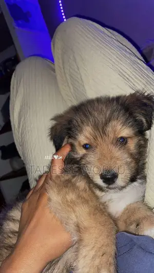 1-3 months Female Mixed Breed Havanese