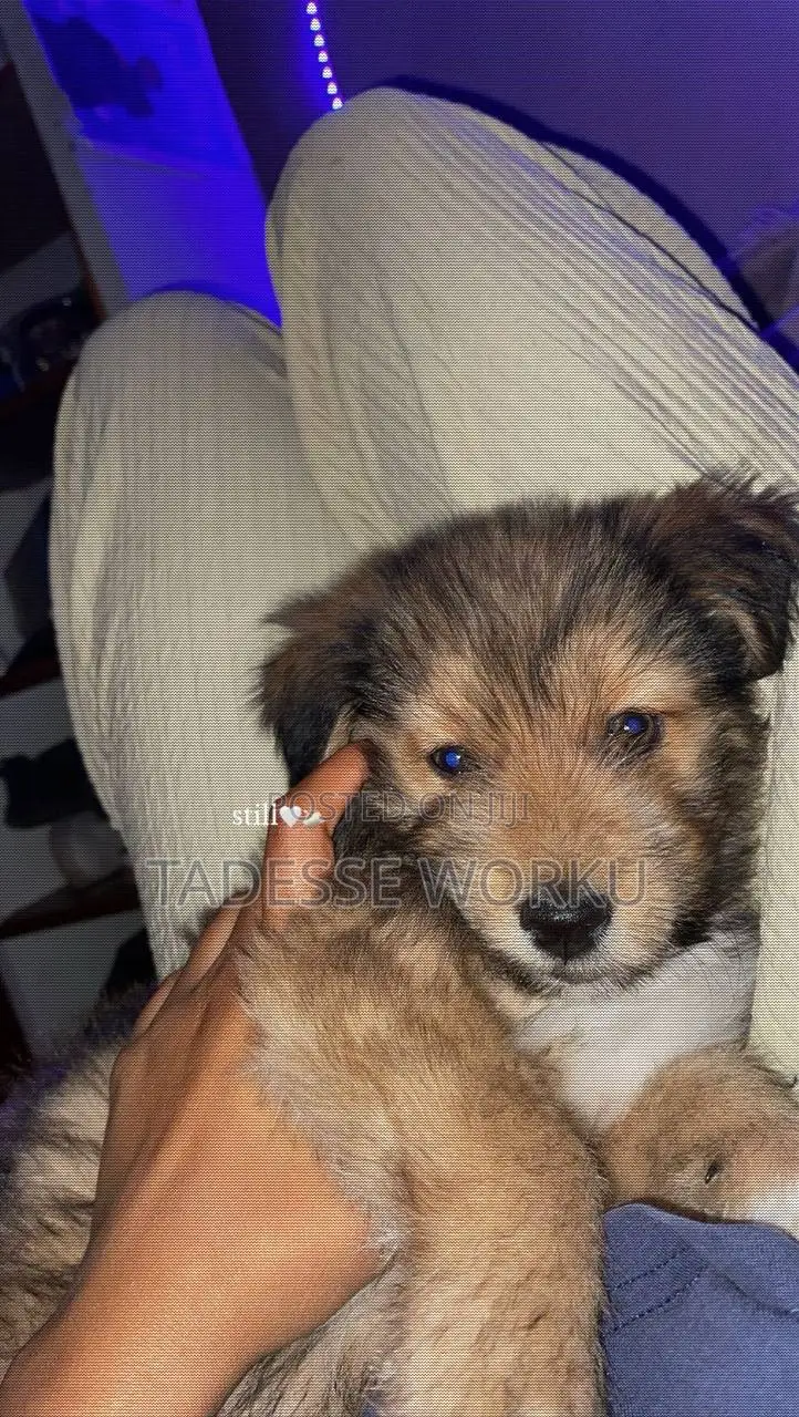 1-3 months Female Mixed Breed Havanese