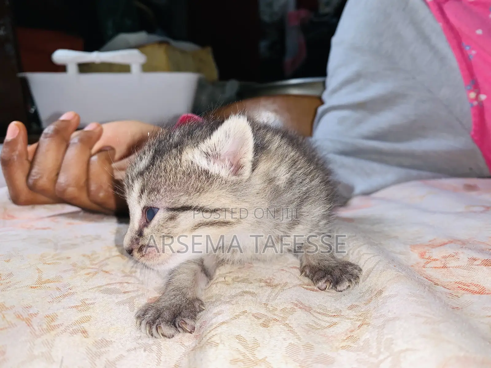 0-1 month Female Purebred Abyssinian