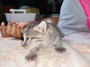 0-1 month Female Purebred Abyssinian