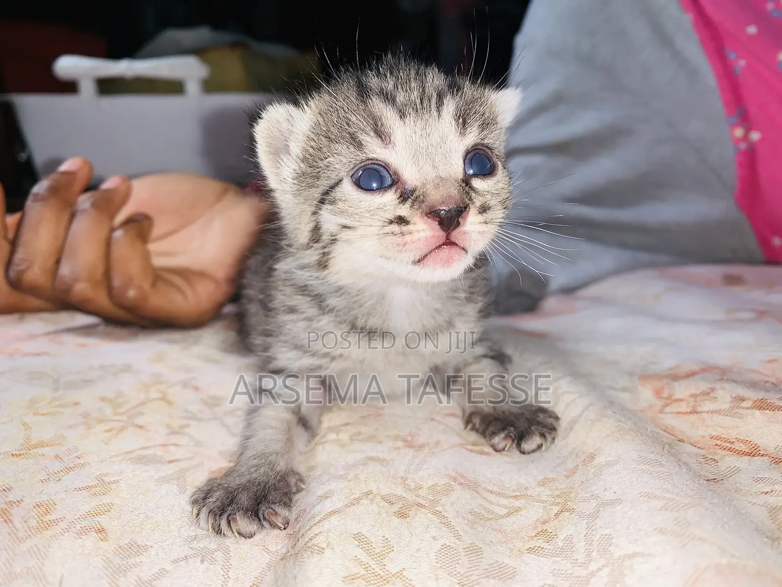 0-1 month Female Purebred Abyssinian