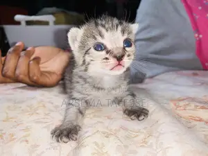 0-1 month Female Purebred Abyssinian