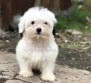 1-3 months Male Purebred Maltese