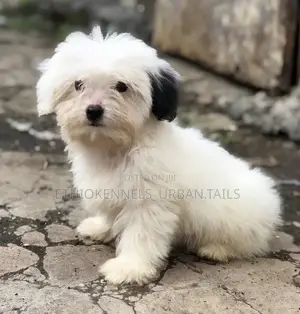 1-3 months Male Purebred Maltese