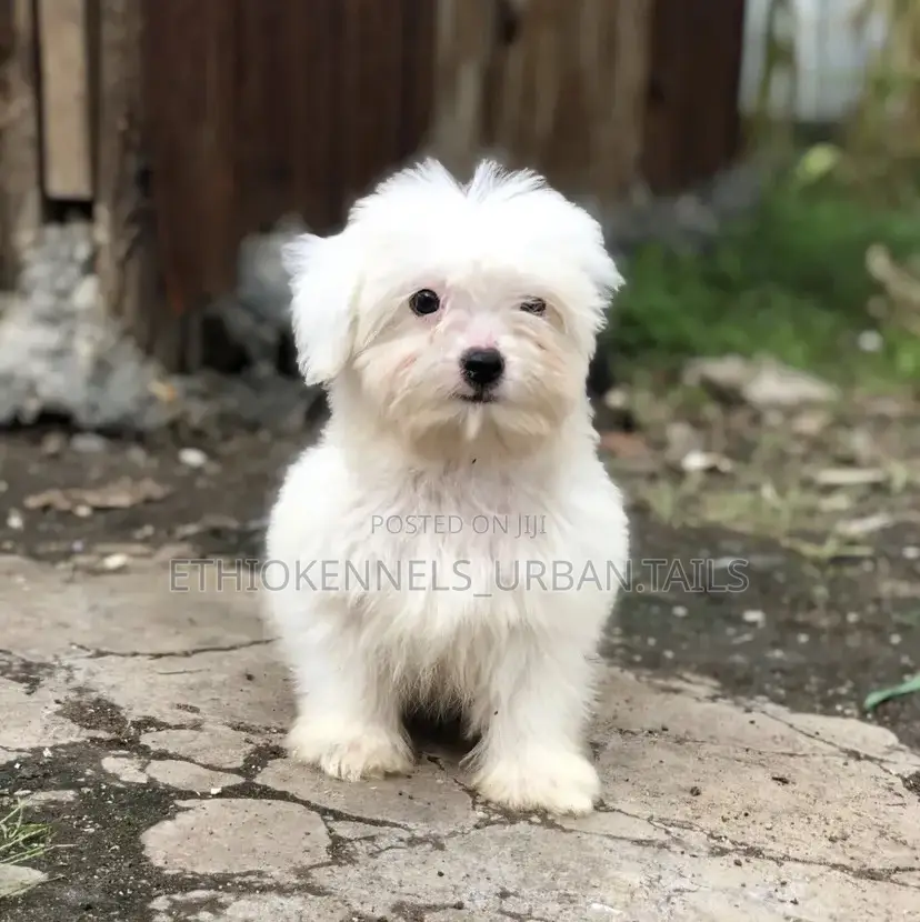 1-3 months Male Purebred Maltese