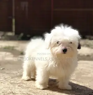 1-3 months Male Purebred Maltese