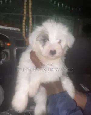 1-3 months Male Purebred Maltese