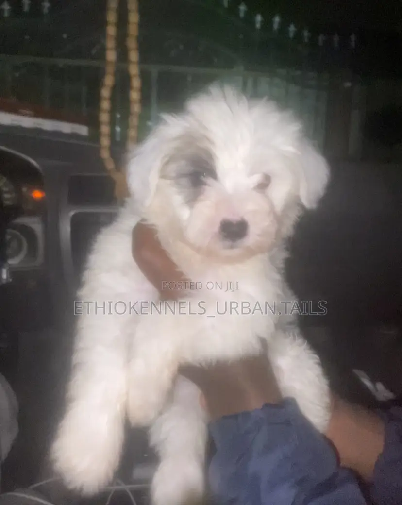 1-3 months Male Purebred Maltese