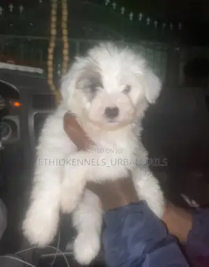 1-3 months Male Purebred Maltese