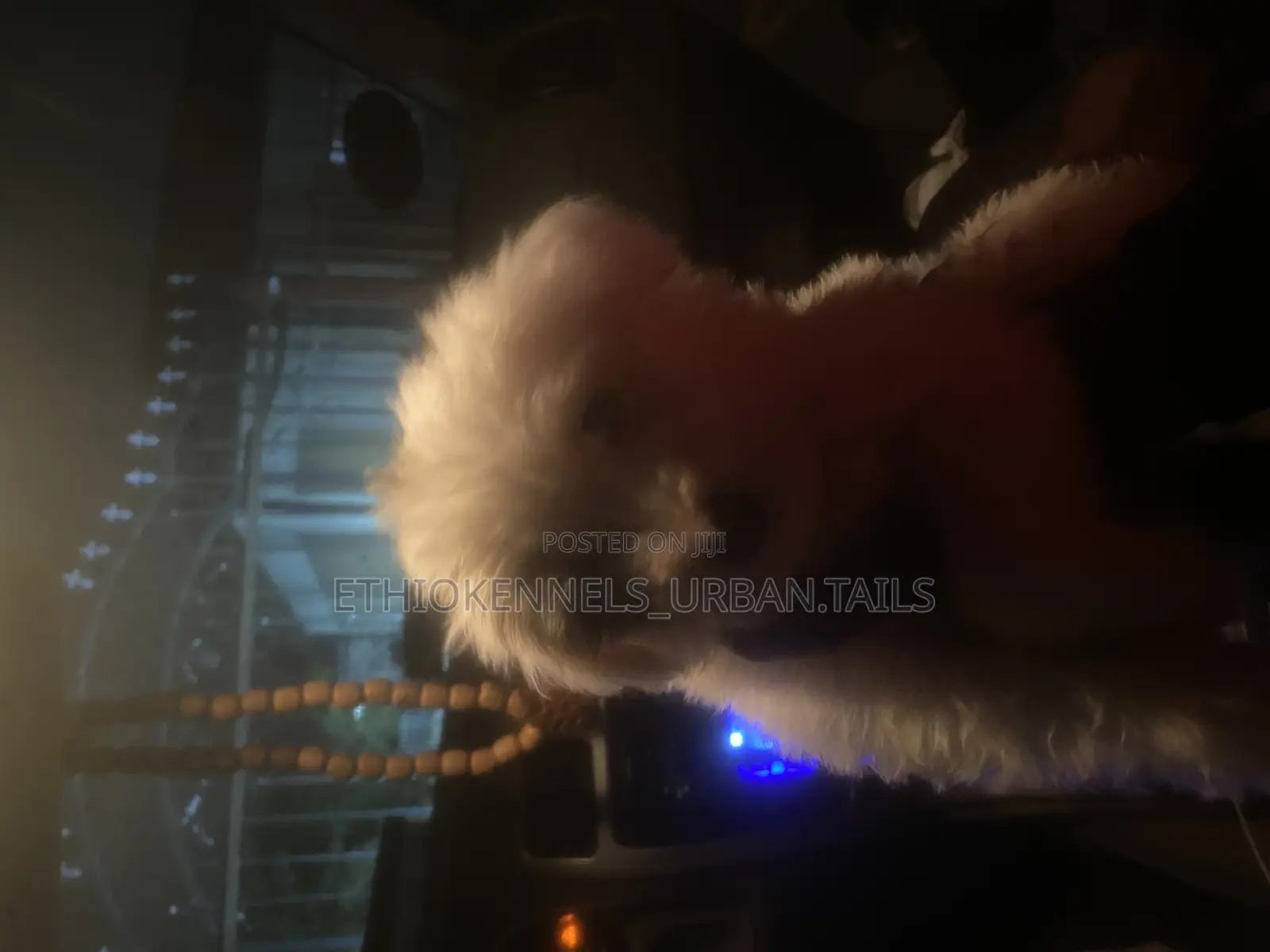 1-3 months Male Purebred Maltese
