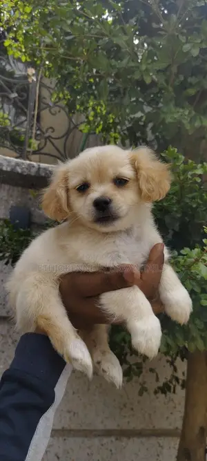 1-3 months Male Mixed Breed Cockapoo