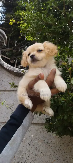 1-3 months Male Mixed Breed Cockapoo
