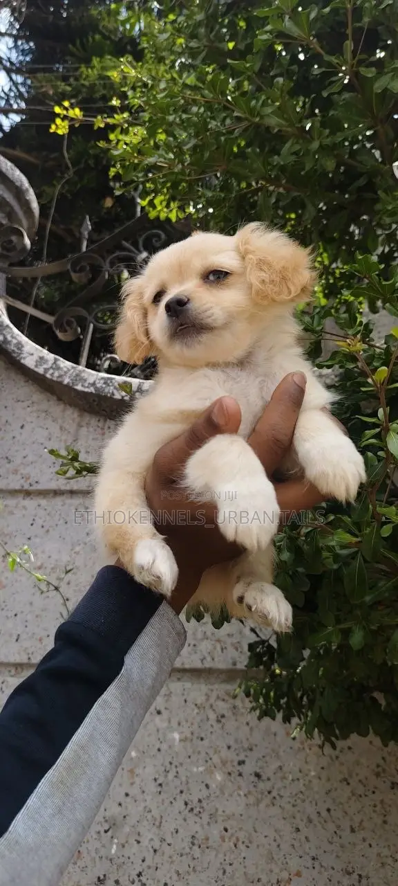 1-3 months Male Mixed Breed Cockapoo