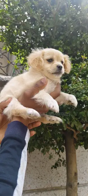 1-3 months Male Mixed Breed Cockapoo
