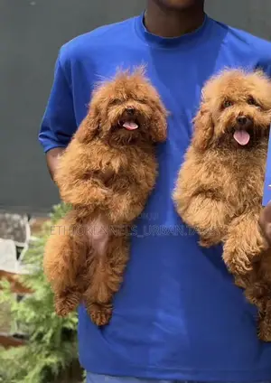 1-3 months Male Purebred Poodle