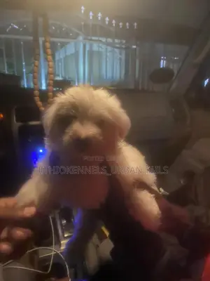 1-3 months Male Purebred Maltese