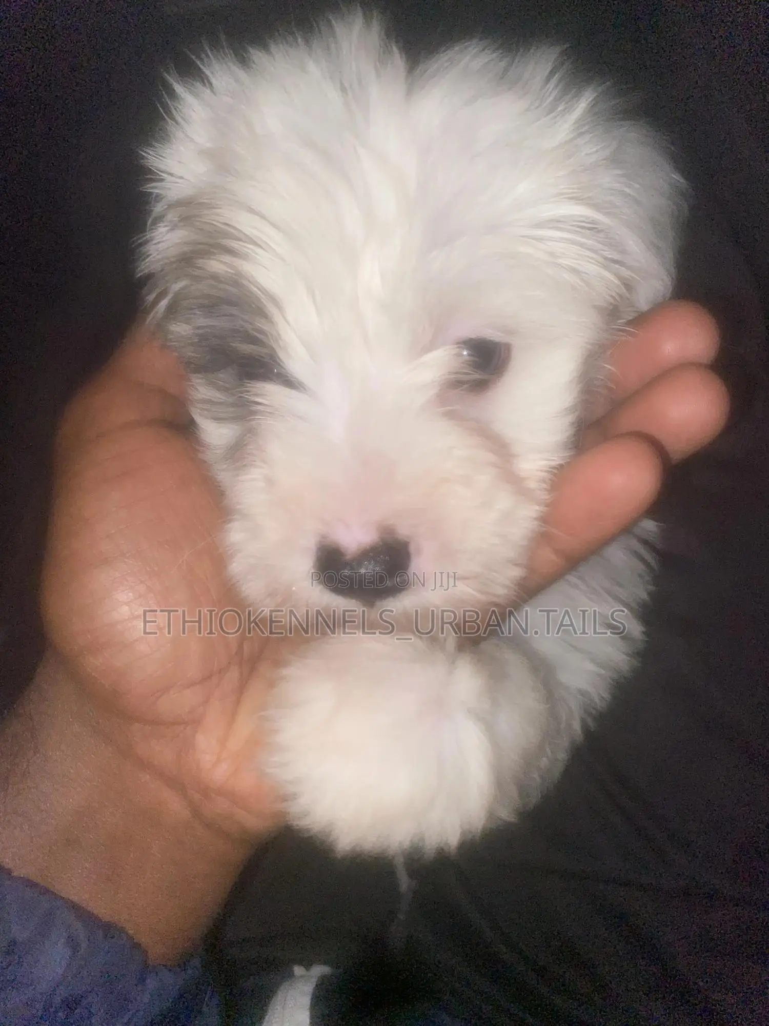 1-3 months Male Purebred Maltese