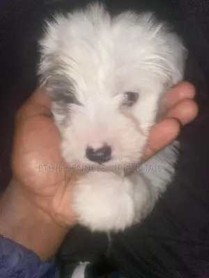 1-3 months Male Purebred Maltese