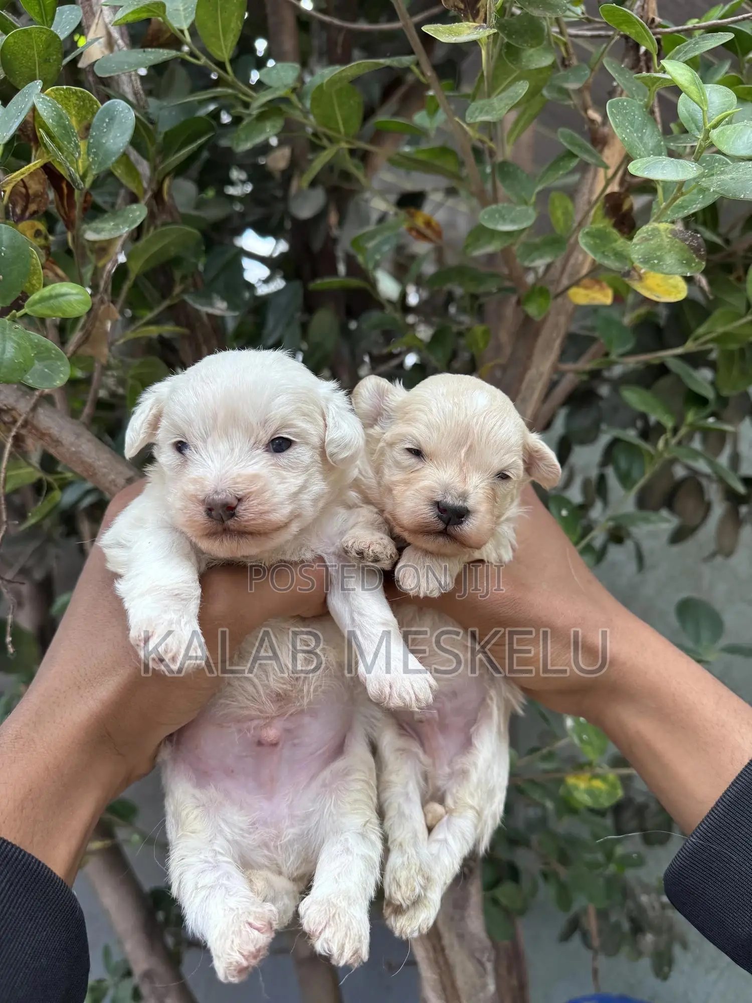 1-3 months Male Purebred Maltese