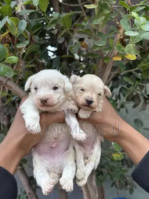 1-3 months Male Purebred Maltese