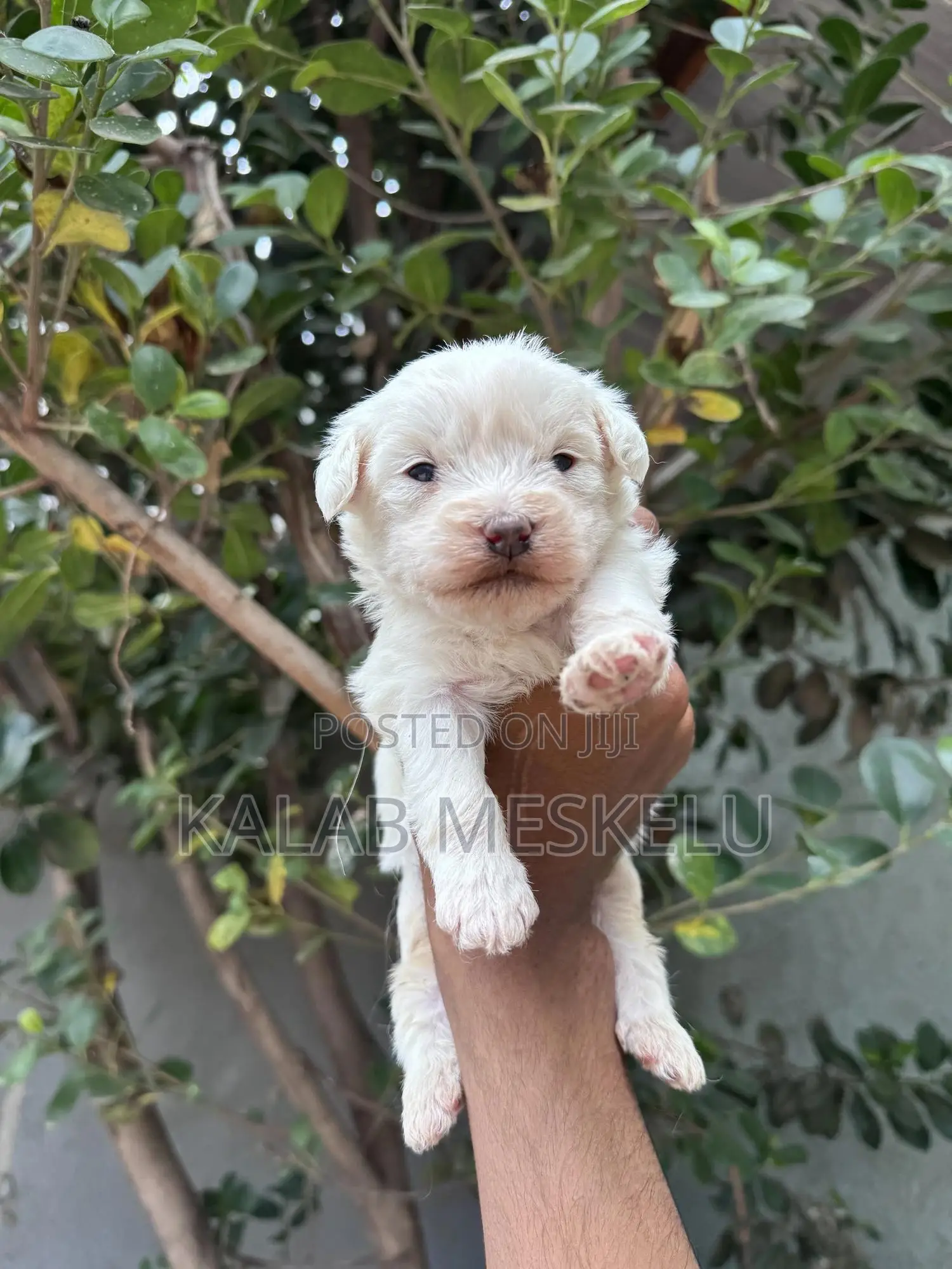 1-3 months Male Purebred Maltese