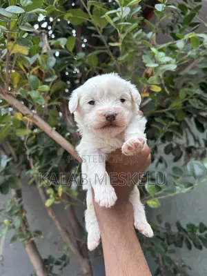 1-3 months Male Purebred Maltese