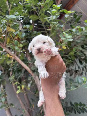 1-3 months Male Purebred Maltese