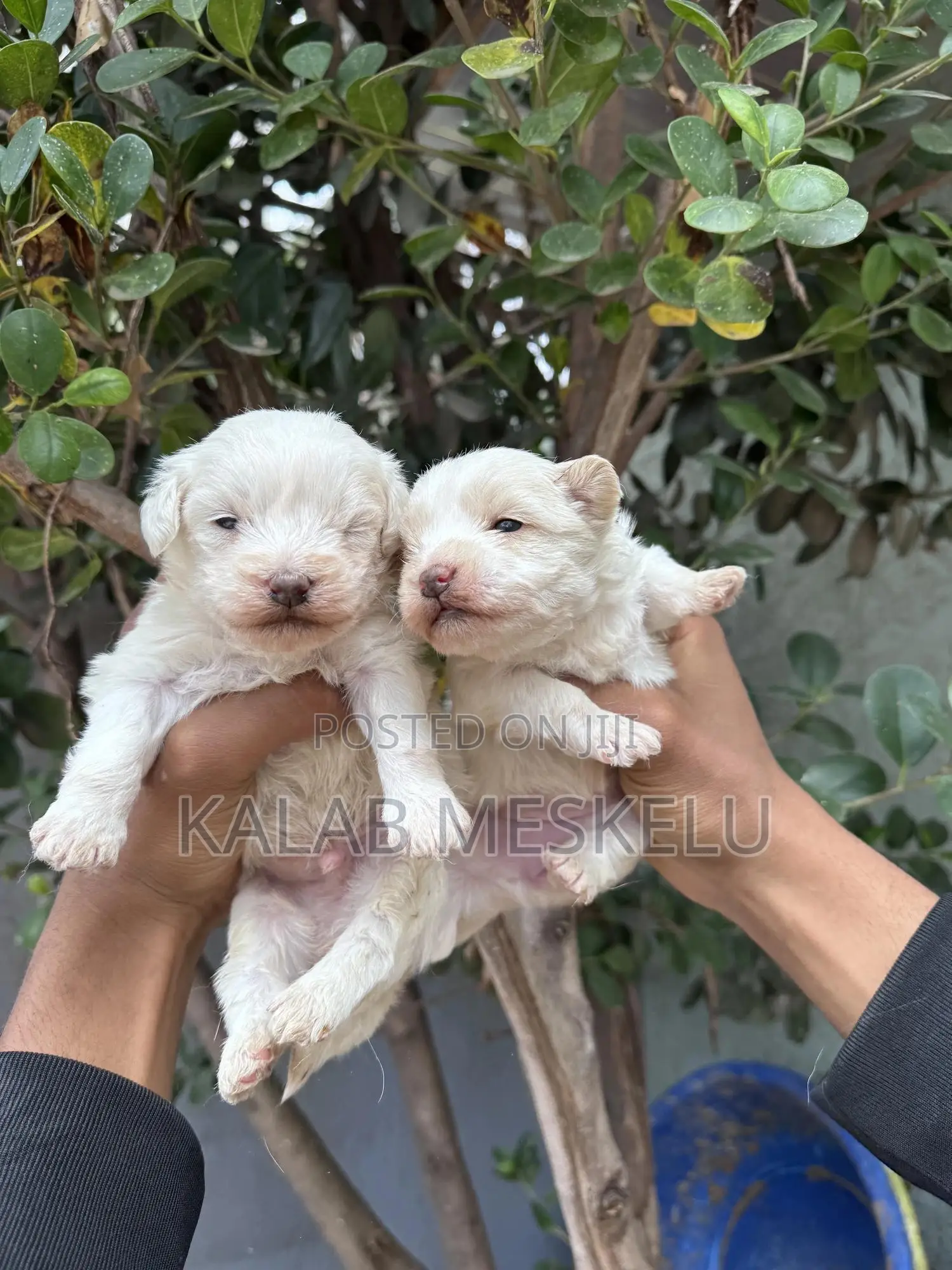 1-3 months Male Purebred Maltese