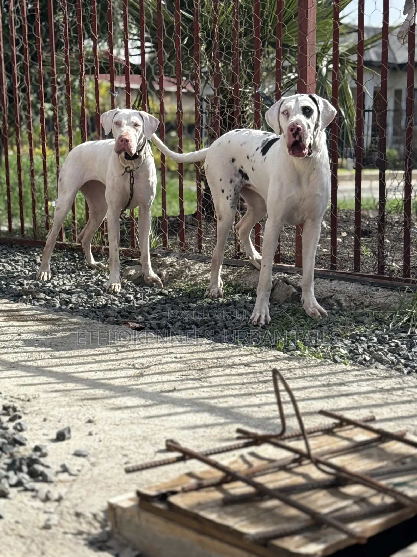 1+ year Female Purebred Great Dane