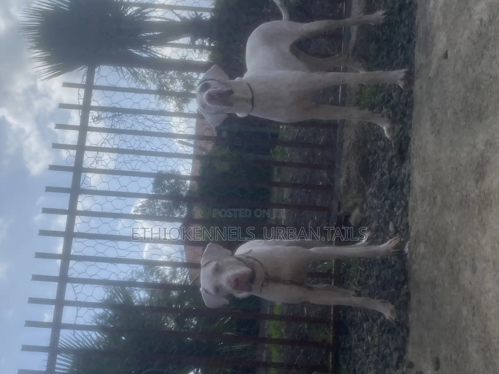 6-12 months Male Purebred Great Dane