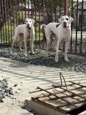 6-12 months Male Purebred Great Dane
