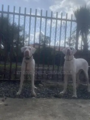 1+ year Female Purebred Great Dane