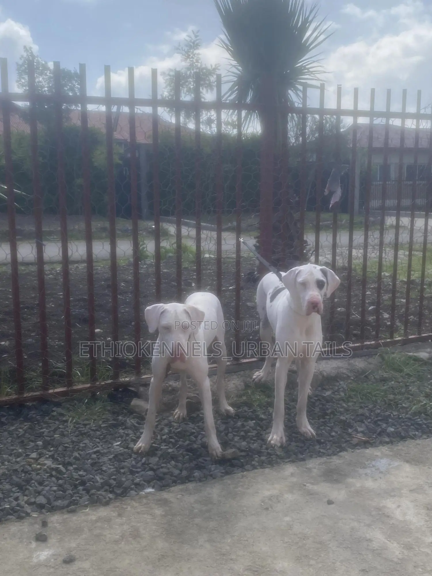 6-12 months Male Purebred Great Dane