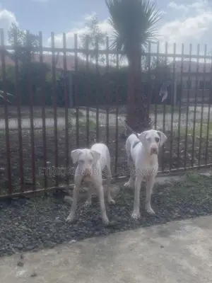 6-12 months Male Purebred Great Dane