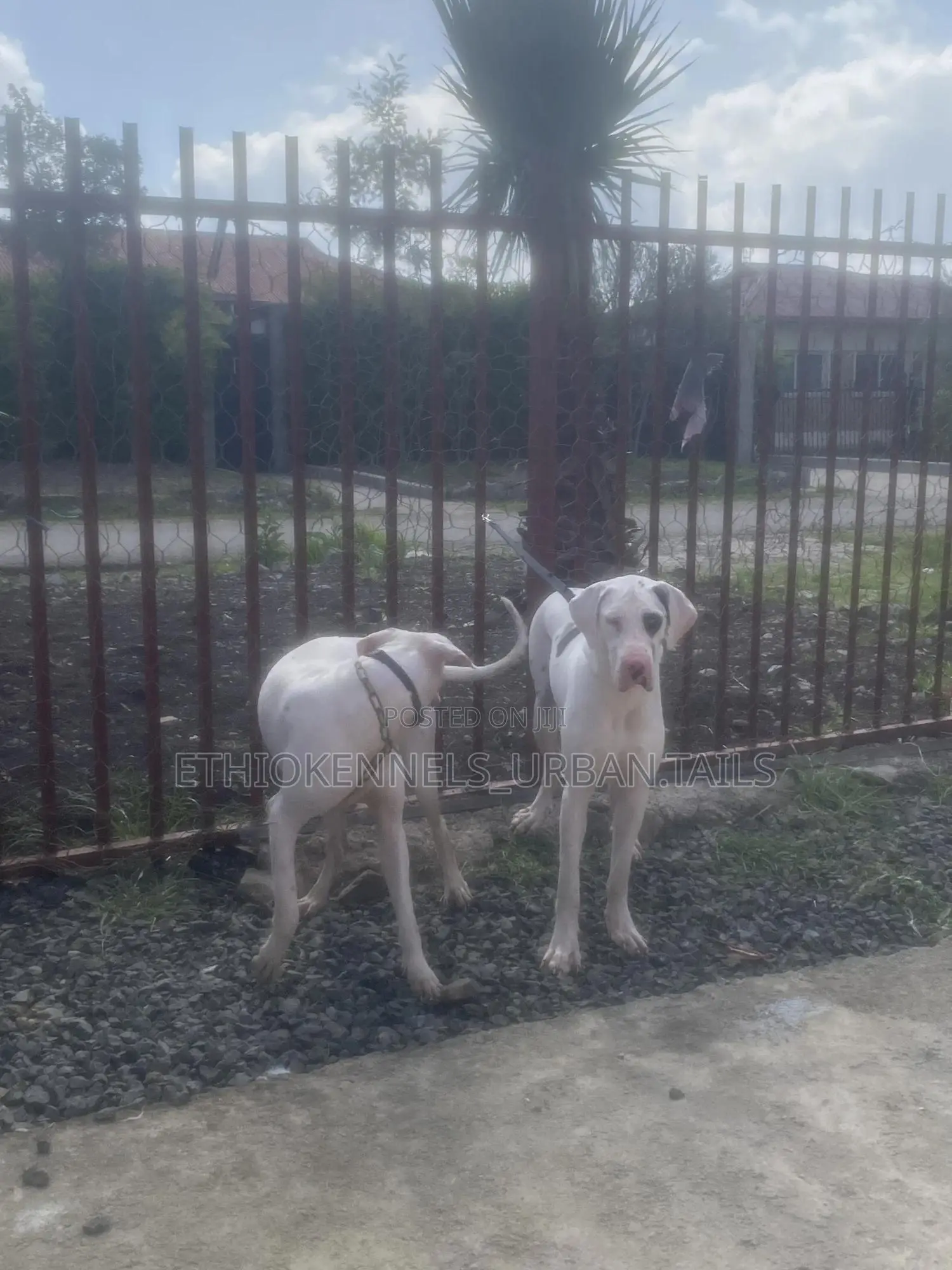 6-12 months Male Purebred Great Dane