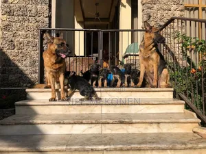 1-3 months Male Purebred German Shepherd