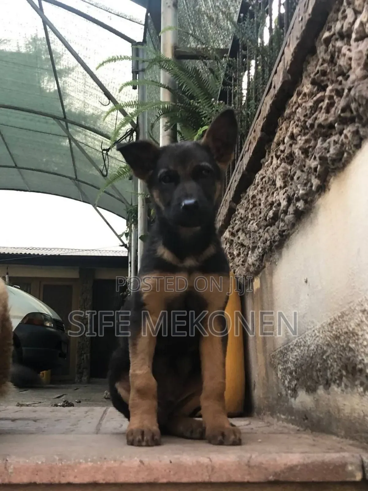 1-3 months Male Purebred German Shepherd