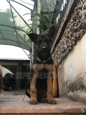 1-3 months Male Purebred German Shepherd