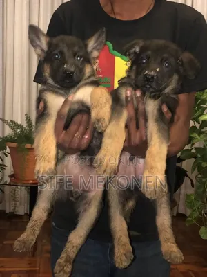 1-3 months Male Purebred German Shepherd