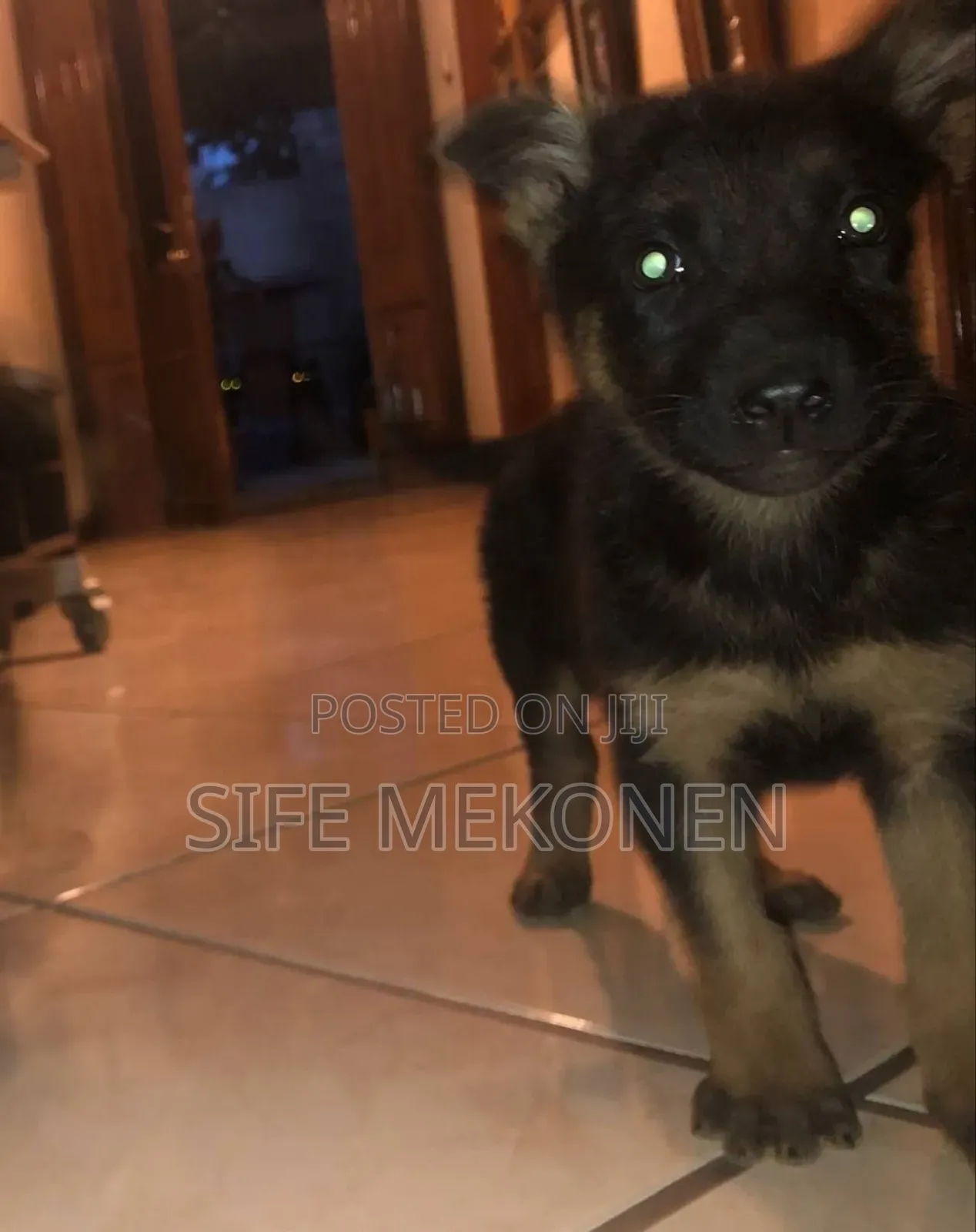1-3 months Male Purebred German Shepherd