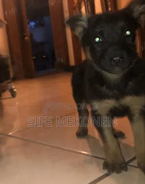 1-3 months Male Purebred German Shepherd