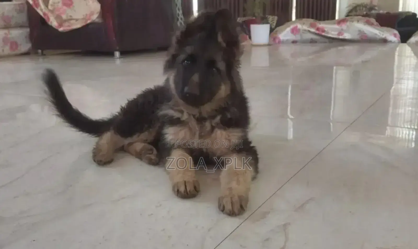1-3 months Female Purebred German Shepherd