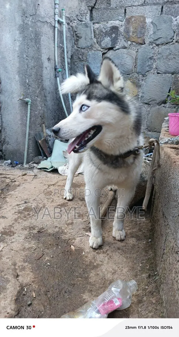 6-12 months Male Purebred Siberian Husky