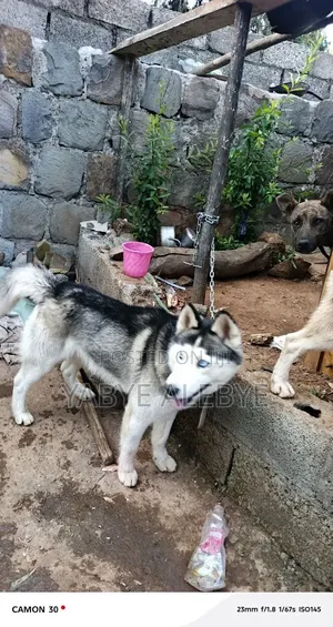6-12 months Male Purebred Siberian Husky