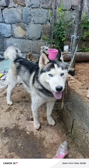 6-12 months Male Purebred Siberian Husky