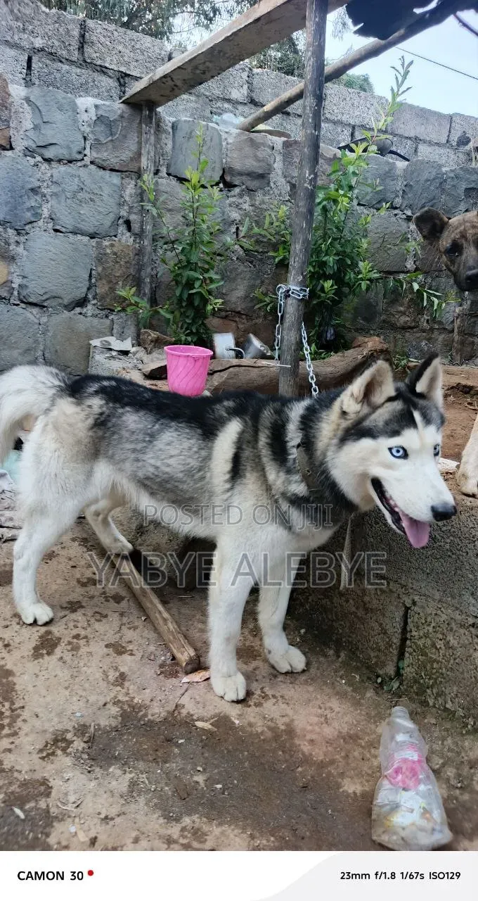 6-12 months Male Purebred Siberian Husky